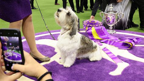 Popular US breeds that have never won the Westminster Dog Show